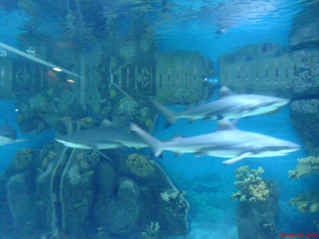 рифовые акулы