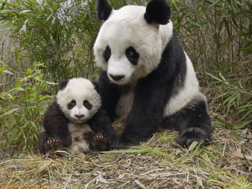 Прикрепленное изображение: Мать и дитя - панды.jpeg