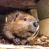 55 adorable baby beavers youd instantly want To give A Hug To 11330791 113921308953380 1322871120 N